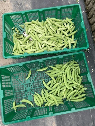 エンドウ豆の収穫祭をしました！