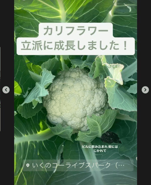 いくPAの農園~ぐるぐる~で育てた野菜たち 毎月第2土曜日の10時ごろから採れたて野菜の朝市を開催! (開催予定日:2月11日、3月11日、4月8日、5月13日)
